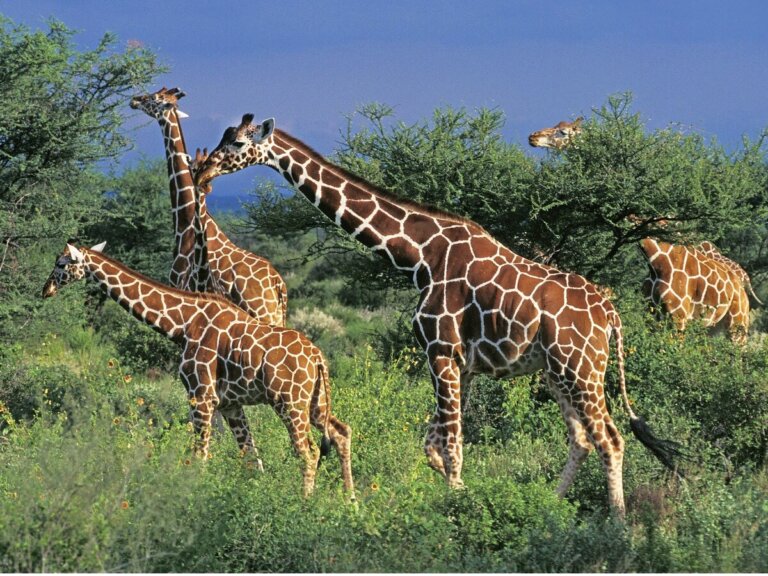Girafa da somália